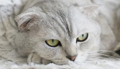 0比0打出今年中超最高水准——旁观京粤首回合较量